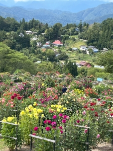 大岡ひなたダリア園